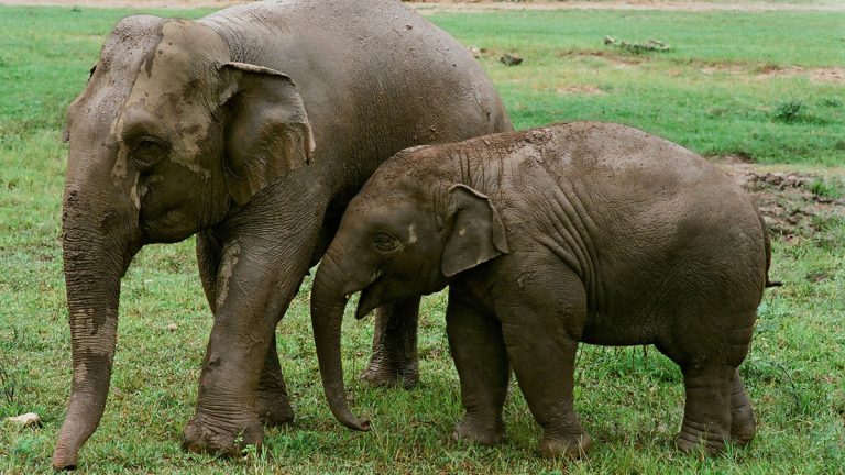 Día mundial del elefante: National Geographic Wild presenta un especial de este majestuoso animal