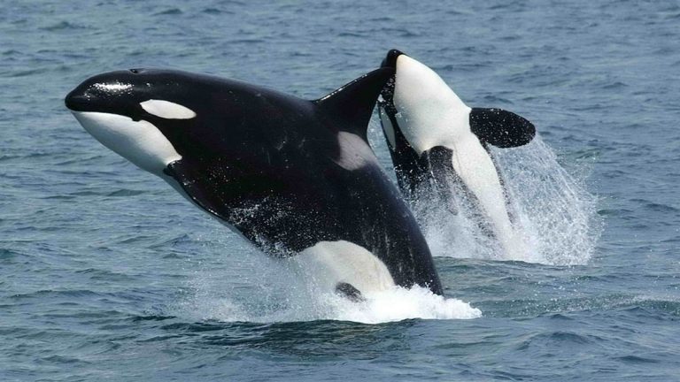 Fotógrafo consigue filmar de cerca a un grupo de orcas después de años de intento
