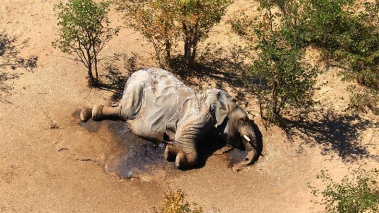 Dramática muerte de más de 300 elefantes en Botswana por contaminación el agua