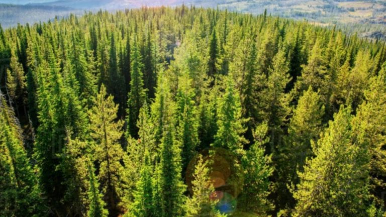 Lucha contra el cambio climático: Salesforce supera el hito de los 10 millones de árboles en 12 meses