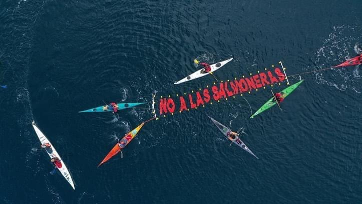 Prensa alemana alerta: Muerte masiva de peces pone a la industria salmonera chilena en la mira