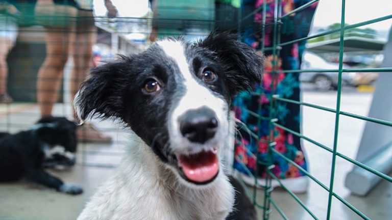 Mall Barrio Independencia realiza Jornada de Adopción y habilita sistema Pet Friendly