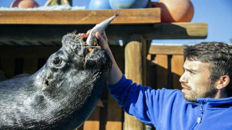 Lobos marinos de Buin Zoo reciben donación de Jurel para alimentación premium