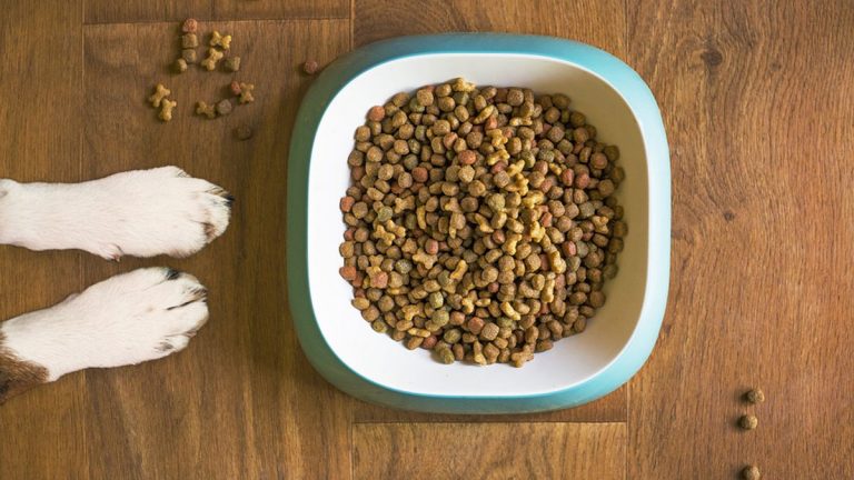 ¿Qué leemos cuando nos fijamos en el etiquetado de los alimentos para mascotas?