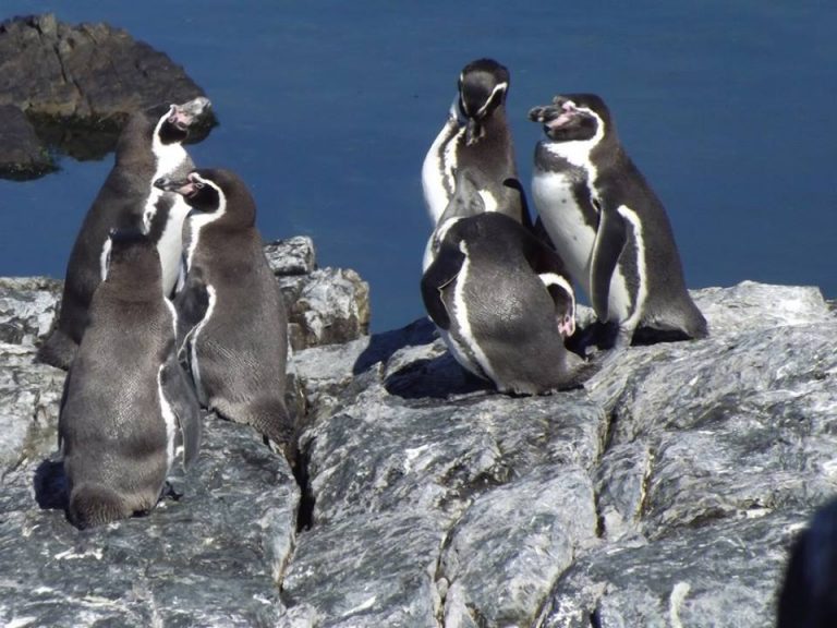 En Alemania preocupados: “Polémico proyecto minero portuario en Chile pone en riesgo al pingüino de Humboldt”
