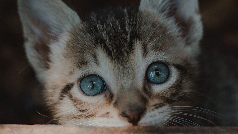 6 increíbles consejos para fotografiar a tus mascotas regalonas