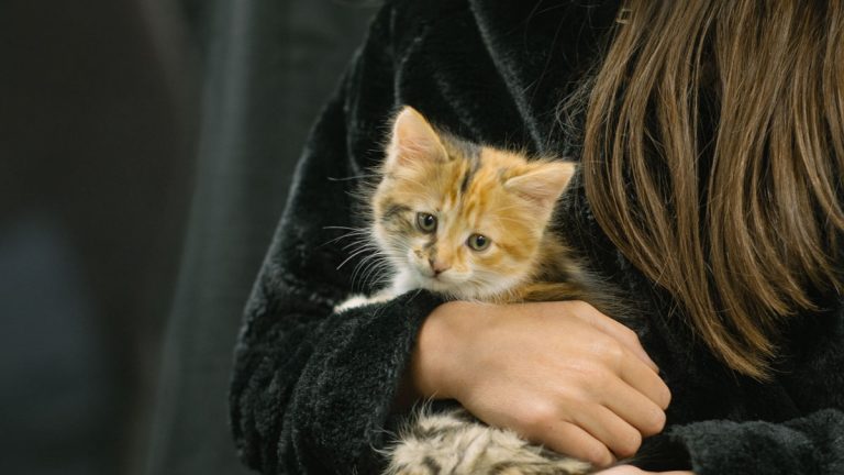 Nueva jornada de adopción de mascotas y bienestar animal en Open Kennedy