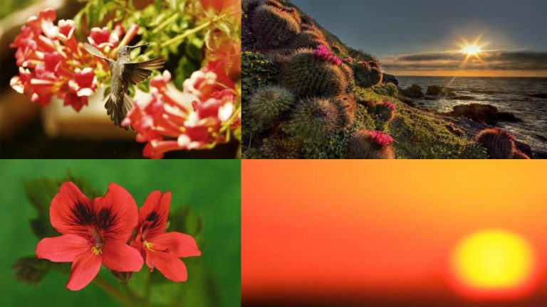 Cinco tips para fotografías primaverales distintas e inolvidables