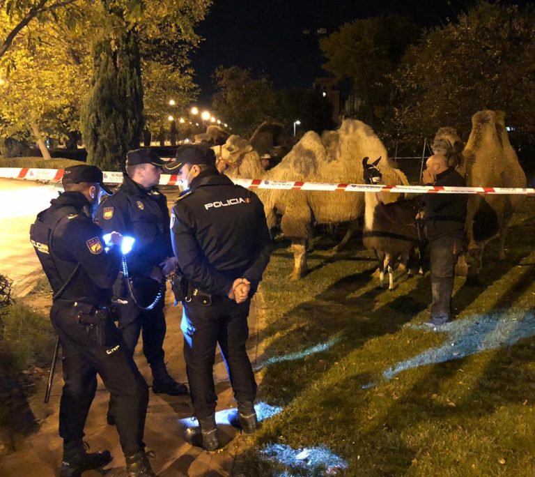 Animalistas ayudan a escapar a 8 camellos y una llama de un circo en Madrid y tras varias horas son “arrestados” por la policía