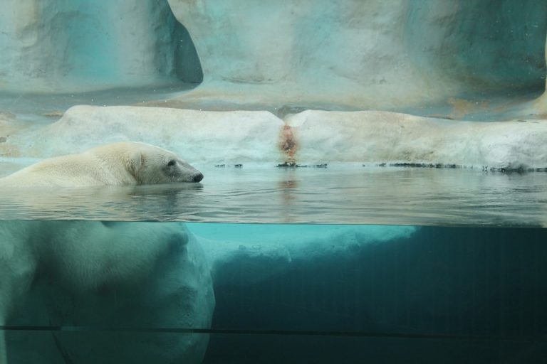 Calentamiento global disminuye la banquisa ártica y esta matando al oso polar