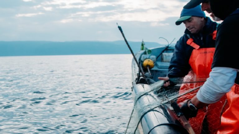 WWF llama a profundizar medidas para recuperar las pesquerías, en especial la merluza chilena que cumple 10 años en estado crítico