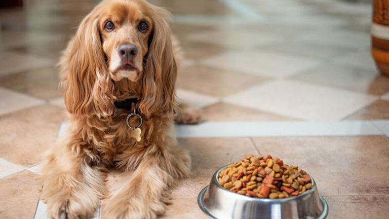 ¿Qué debes saber para brindarle a tu perro una buena y completa alimentación?
