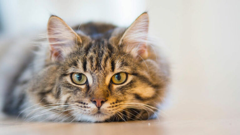Experta recomienda tenencia dentro del hogar para gatos,por su propia seguridad y la de otras especies