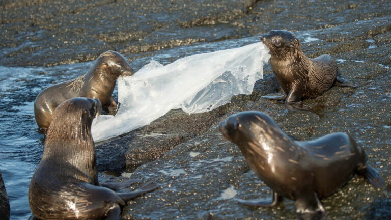 WWF Chile: a cuatro años de la ley que prohibió las bolsas plásticas, los desechos de este material siguen desafiando a las personas y a la naturaleza
