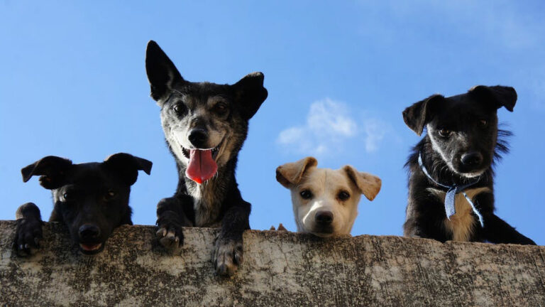 Corporación Mirada Animal estará en VIVO Los Trapenses con jornada de adopción de mascotas