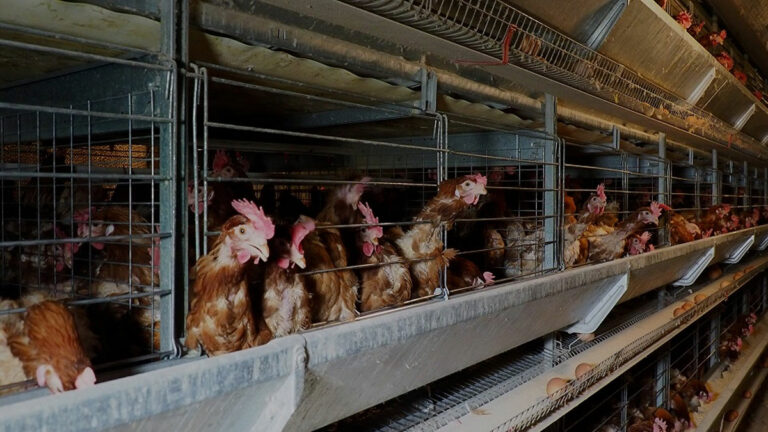 Investigación revela preocupante realidad de gallinas enjauladas para la producción de huevo en Chile