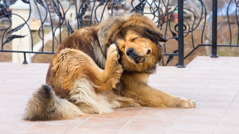 Pulgas y garrapatas: cómo combatirlas según temperamento y pelaje del perro