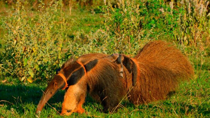 archivo infogate web-5-2-69