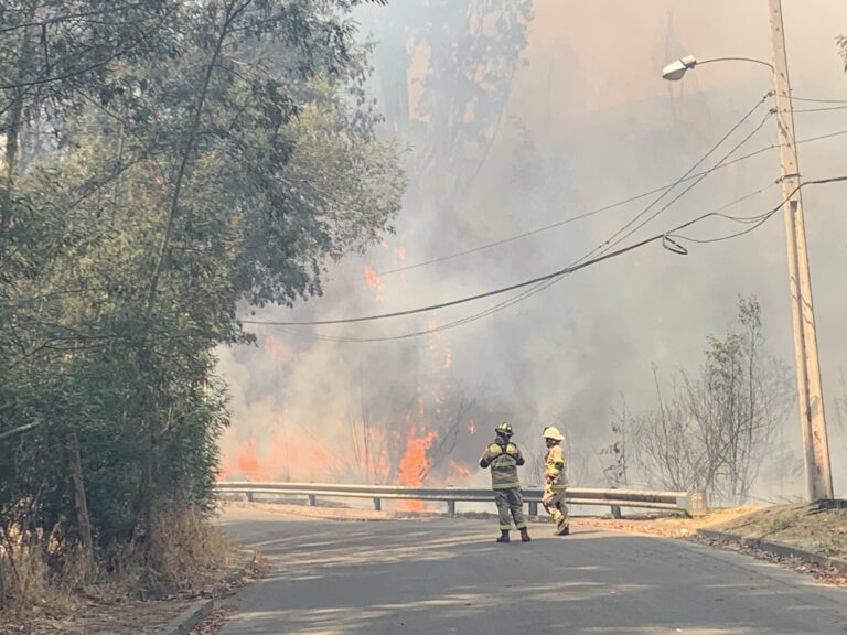 Incendio Forestal Jardín Botánico en Viña del Mar: CONAF hace balance preliminar y le pide a los vecinos de sector Canal de Chacao estar alertas