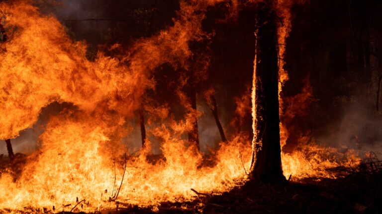 Más de 300 incendios activos: Gobierno realiza balance de la catástrofe en la zona centro-sur