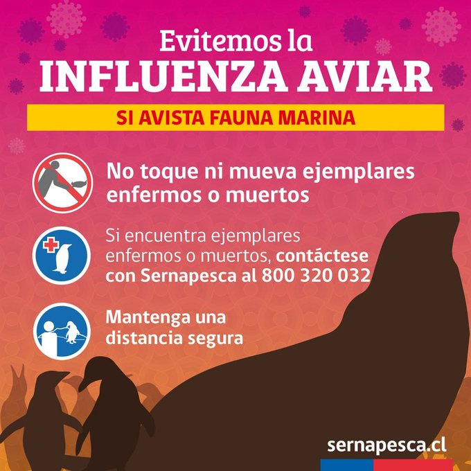 Ya es noticia mundial: “Chile: detectan primer caso de influenza aviar en humano”