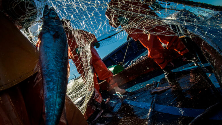 Ley de Pesca: WWF comparte propuestas para la conservación de los recursos y la sustentabilidad de las pesquerías en Chile