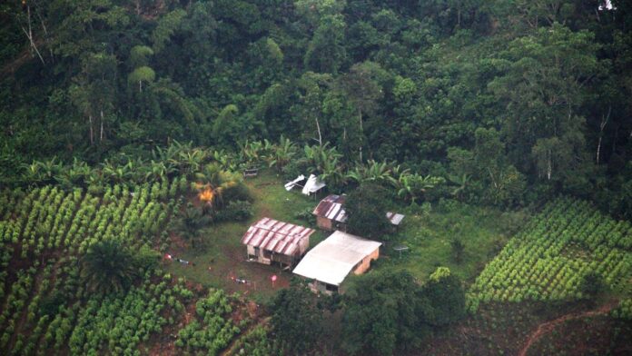 cultivos-ilicitos-bioma