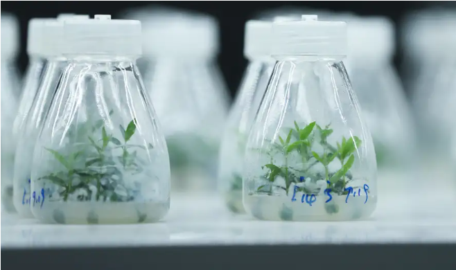 Opera Captura de pantalla_2024-11-20_105523_www.dw.com