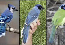 Primer animal híbrido por efecto del cambio climático