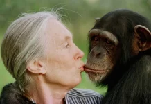 Ha partido Jane Goodall, la conservacionista e investigadora de chimpancés