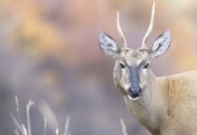 Abren el primer Centro de Rescate y Rehabilitación exclusivo para huemules