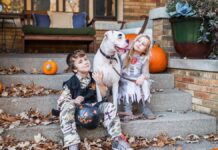 Hablemos de Disfraces y Bienestar Animal