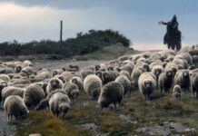 India autoriza importación de lana chilena cruda y procesada y refuerza sector ovino magallánico