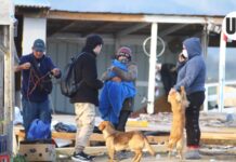 Contraloría oficia a municipios para que mascotas no queden abandonadas tras desalojos de tomas