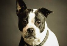 ¿Tu mascota ya no juega como antes? Podría estar sufriendo de osteoartritis