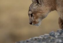 La reserva de la Biosfera Torres del Paine lanza primer protocolo de avistamiento seguro de pumas