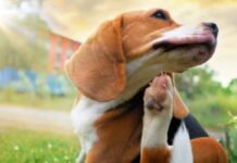 Derribando mitos en nuestras mascotas : ¿Es alergia o intolerancia alimentaria?