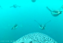 Científicos del INACH y Milenio Graban espectacular “vuelo” de pingüinos en su búsqueda de alimento en la Antártica