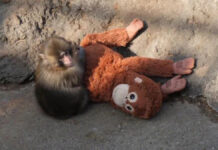 Fenómeno del pequeño macaco japonés agota peluche de IKEA